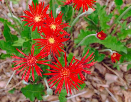 ガーベラの花ー7 ガーベラ,花,赤い花の写真素材