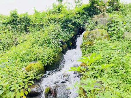 草木や苔むした岩と清流が織りなす森の小川 小川,清流,水の写真素材