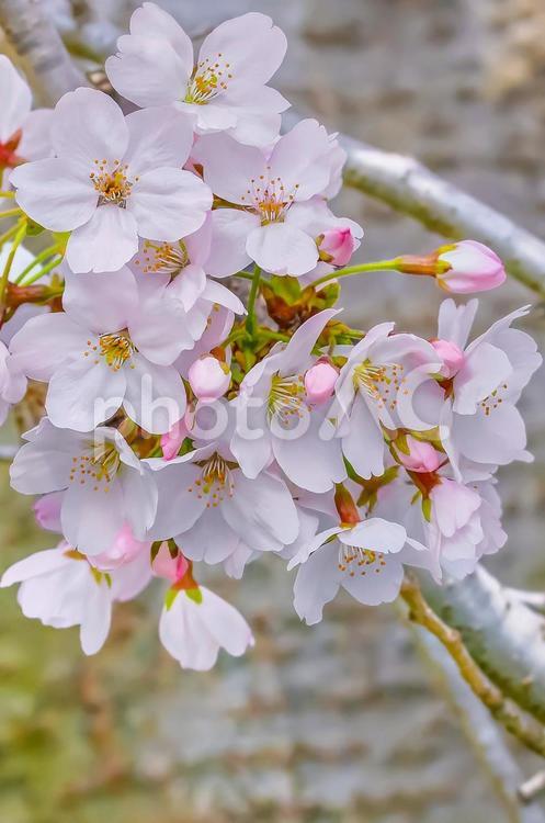 桜の開花イメージ 桜,満開,桃色の写真素材