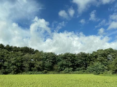 津軽平野8月:青空と森林と田んぼ 津軽平野8月:青空と森林と田んぼ 津軽平野,雲,晴れの写真素材