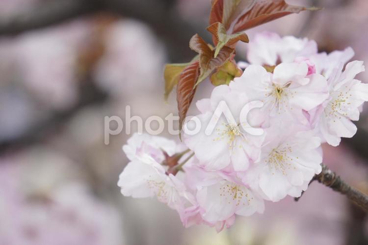 桜　さくら　 青空,桜,ピンクの写真素材