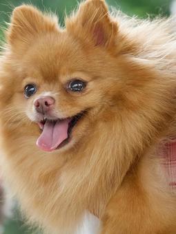 ポメラニアン❹ ポメラニアン❹ 犬,ポメラニアン,ポメの写真素材