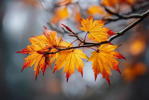 オレンジと黄色の美しい紅葉の写真