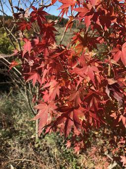 晴天の紅葉の写真