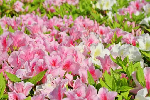 春の花:つつじの花畑 春の花:つつじの花畑 つつじ,ツツジ,花の写真素材
