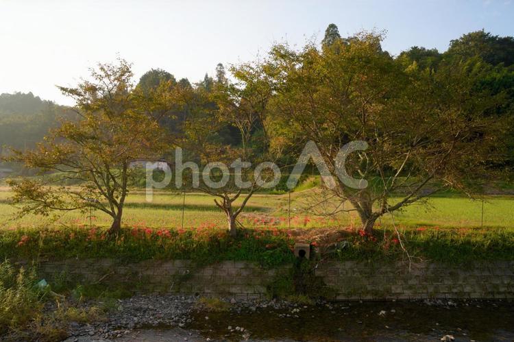 彼岸花と桜の木 彼岸花,曼珠沙華,桜の写真素材