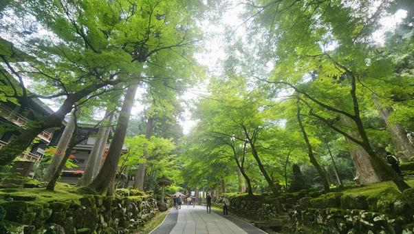 木々の木漏れ日道 木々の木漏れ日道 自然,福井県,永平寺の写真素材