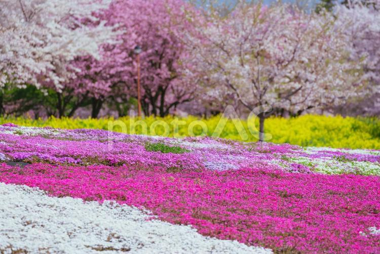 満開の赤城南面千本桜の芝桜 日本,群馬,前橋の写真素材