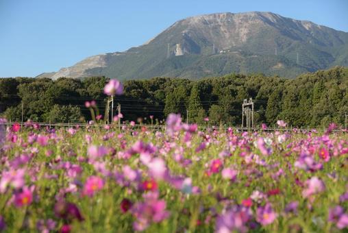 伊吹山と秋桜4 伊吹山と秋桜4の写真