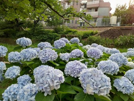 あじさい あじさいの写真