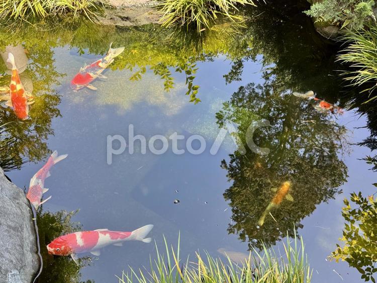 池の中で立派に育った錦鯉 錦鯉,ニシキゴイ,鯉の写真素材