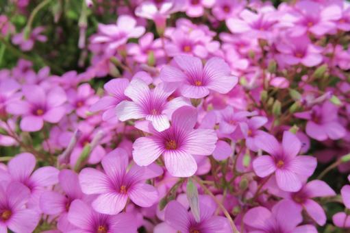 草地に群生するイモカタバミの花 草地に群生するイモカタバミの花 イモカタバミ,オキザリス,花の写真素材
