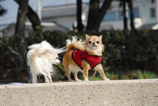 チワワ 犬,チワワ,ちわわの写真素材