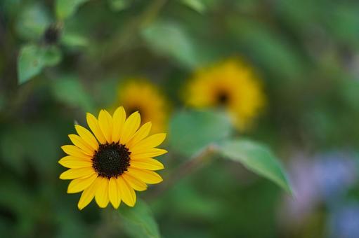 ミニひまわり ミニヒマワリ,ひまわり畑,ヒマワリの写真素材