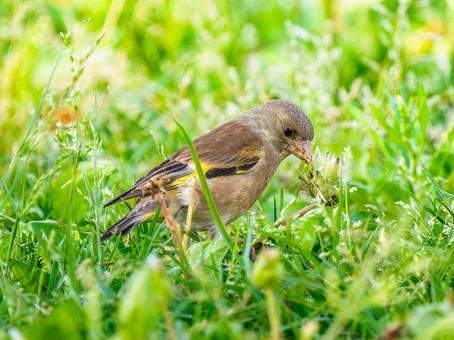 草むらを歩くカワラヒワ 草むらを歩くカワラヒワの写真