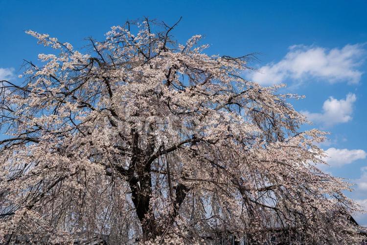 青空と枝垂れ桜 風景,サクラ,さくらの写真素材