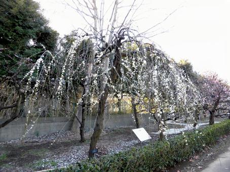 大船フラワーセンター園内の枝垂れ桜 大船フラワーセンター園内の枝垂れ桜 大船,フラワーセンター,サクラの写真素材