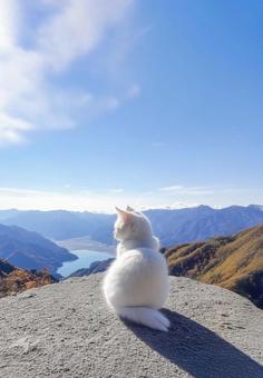  山頂から下界を見下ろす猫の写真