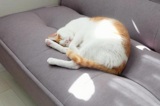 ソファと猫_07 ソファと猫_07 猫画像,ねこ写真,ソファの写真素材