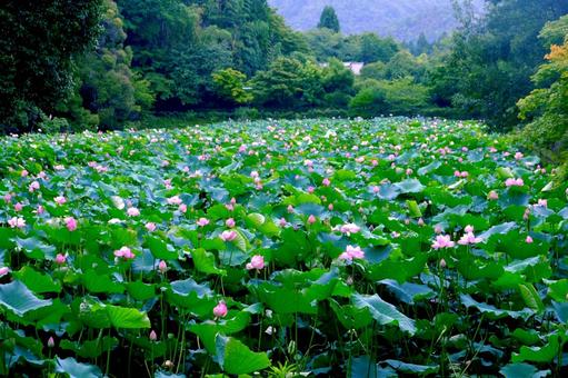 山間に咲く蓮 山間に咲く蓮の写真