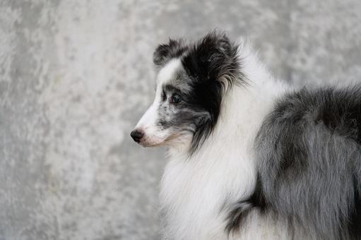 シェットランドシープドッグ(シェルティ) シェットランドシープドッグ(シェルティ) 犬,シェルティ,シェットランドシープドッグの写真素材