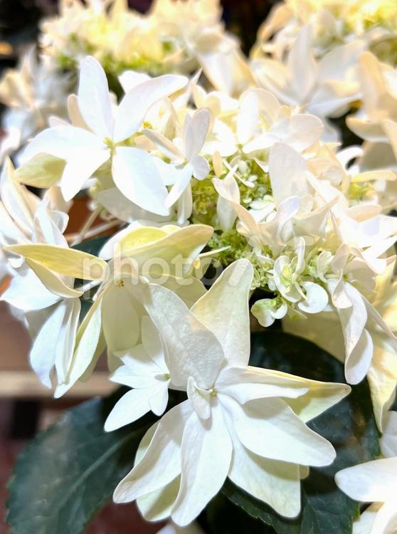 アジサイ アジサイ,花,植物の写真素材