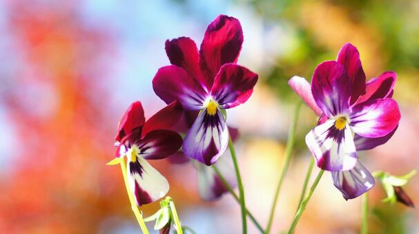 春の花-318 ビオラ,ラビット,紫色の写真素材