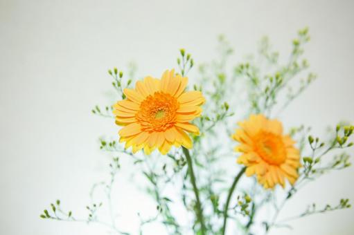 オレンジのガーベラの写真