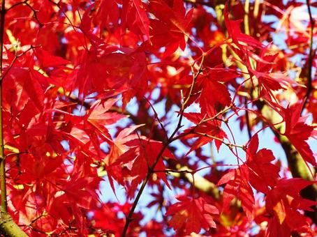 紅葉１ もみじ,紅葉,黄葉の写真素材