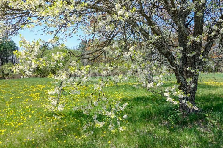 ズミの木の花 ズミの木,ズミ,花の写真素材