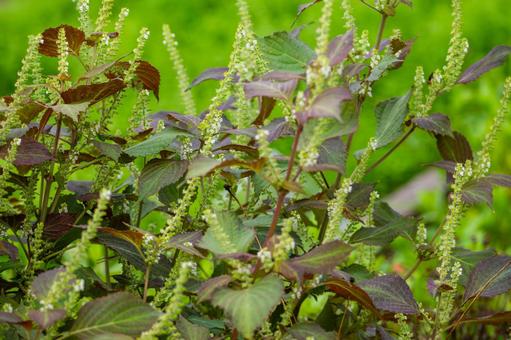 シソ⑹ シソ⑹ シソ,植物,花の写真素材