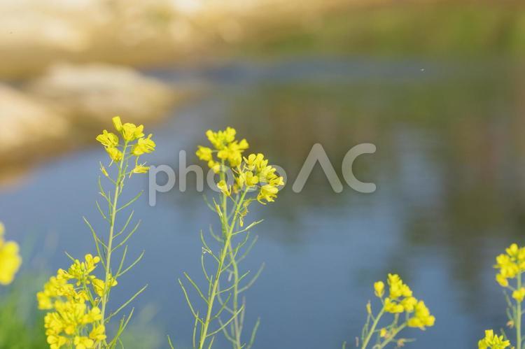 川辺に咲く菜の花 菜の花,水辺,川辺の写真素材