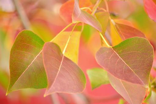 紅葉するナンキンハゼ ナンキンハゼ,紅葉,秋の写真素材