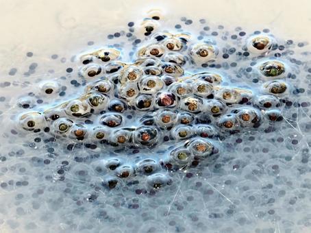 蛙の卵 カエルの卵,蛙,ヤマアカガエルの写真素材