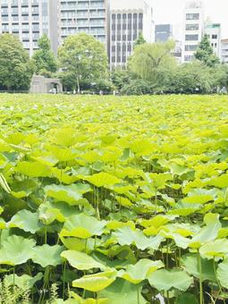 上野恩賜公園 不忍池 蓮 上野恩賜公園 不忍池 蓮の写真