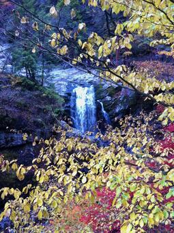紅葉と滝 紅葉,滝,秋の写真素材