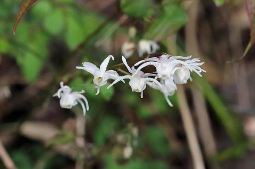 変わった形の花イカリソウ 変わった形の花イカリソウの写真