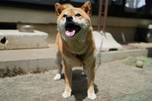 柴犬　気になる　2025年8月 犬,柴犬,カワイイの写真素材