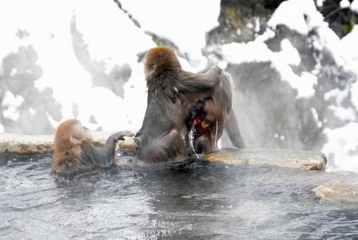 snow monkey's snow monkey'sの写真