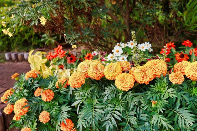 庭園の花の写真 花,ナチュラル,お洒落の写真素材