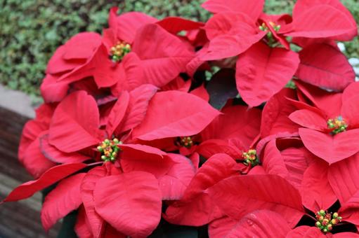 ポインセチア 植物,草,赤色の写真素材