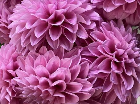 花(ダリア) 花(ダリア) 花,アップ,植物の写真素材