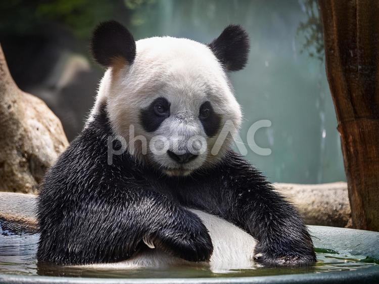 パンダ_AS000009 パンダ,ジャイアントパンダ,水浴びの写真素材