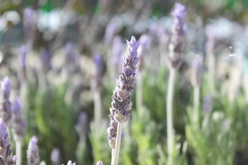 Photo, lavender, purple, fragrance, 