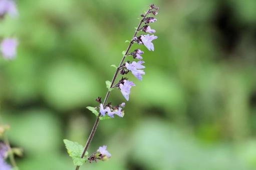 Photo, yamahakka, purple flowers, small flowers, 