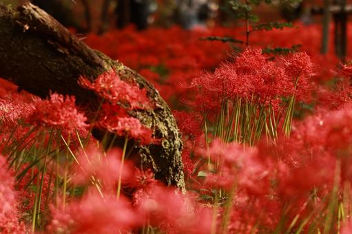 曼殊沙華 曼殊沙華 曼殊沙華,彼岸花,群生の写真素材