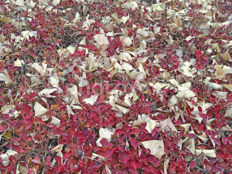 赤と黄色の枯れ葉 枯れ葉,落ち葉,紅葉の写真素材