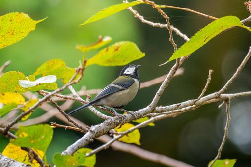 枝にとまるシジュウカラ 枝にとまるシジュウカラ シジュウカラ,野鳥,鳥の写真素材