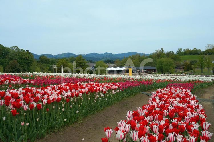 可愛らしくも豪華なチューリップ チューリップ,色とりどり,カラーバリエーションの写真素材