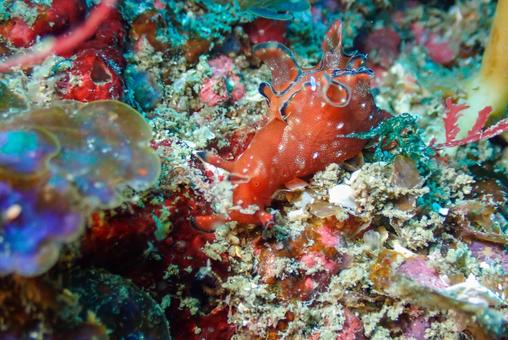 三浦 クロヘリアメフラシ 三浦 クロヘリアメフラシ スキューバーダイビング,ダイビング,ウミウシの写真素材
